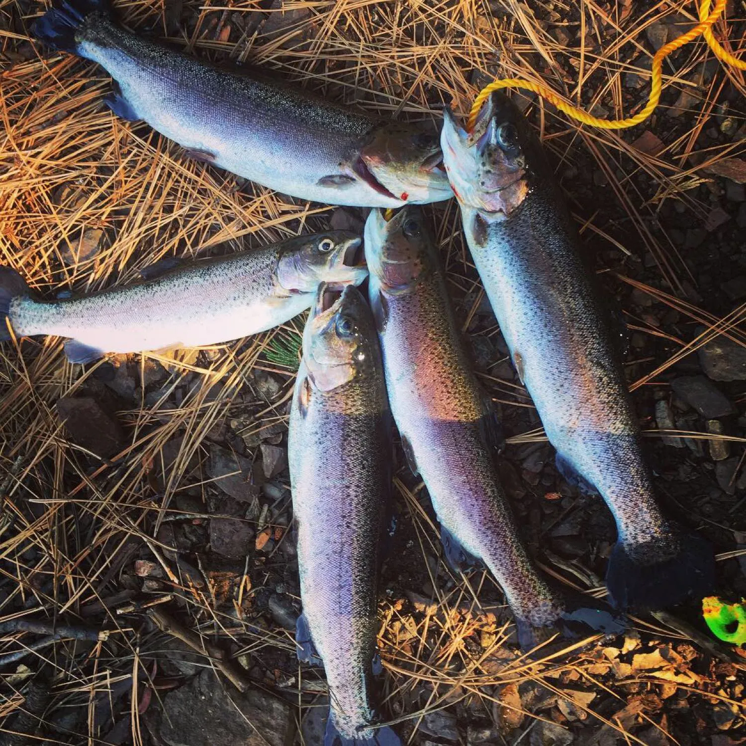 recently logged catches