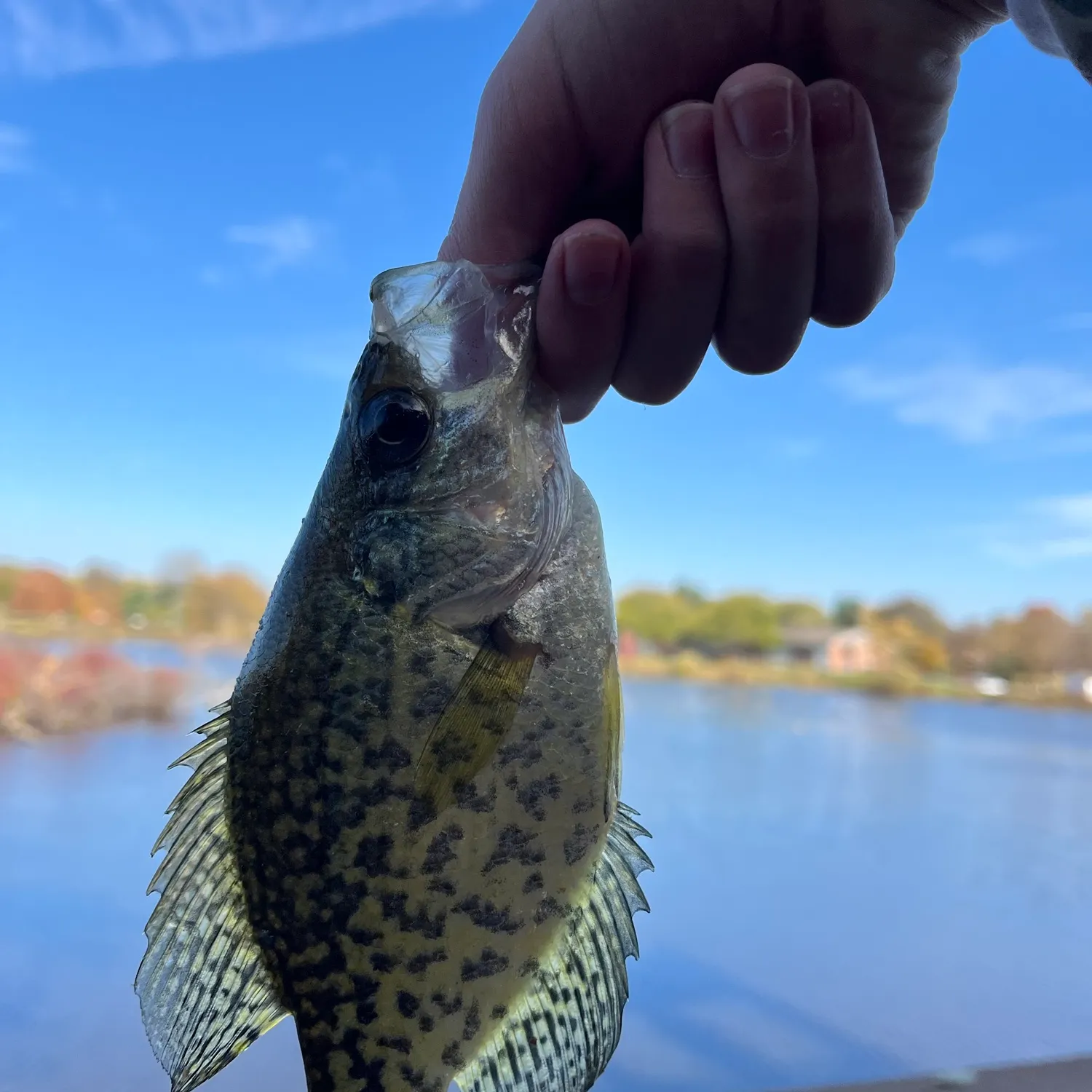 Black crappie caught on Fishbrain