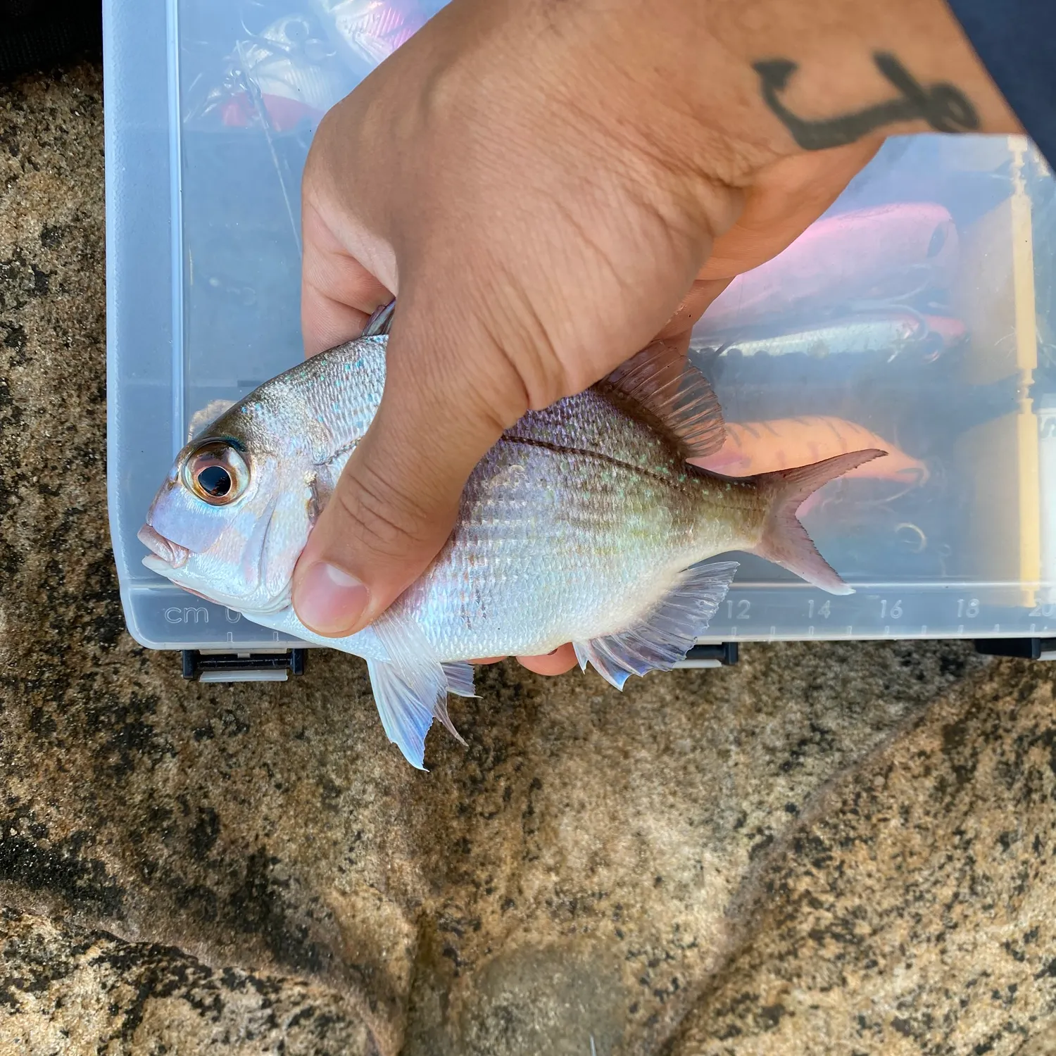 The most recent Australasian snapper catches on Fishbrain