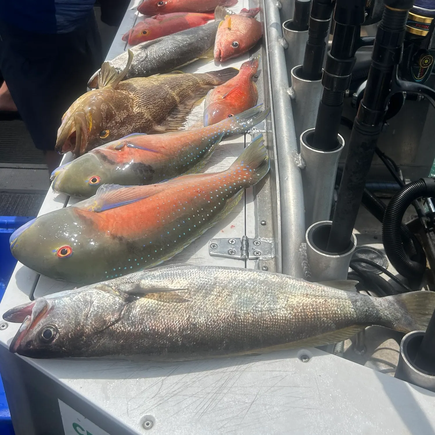 The most recent Moses perch catches on Fishbrain