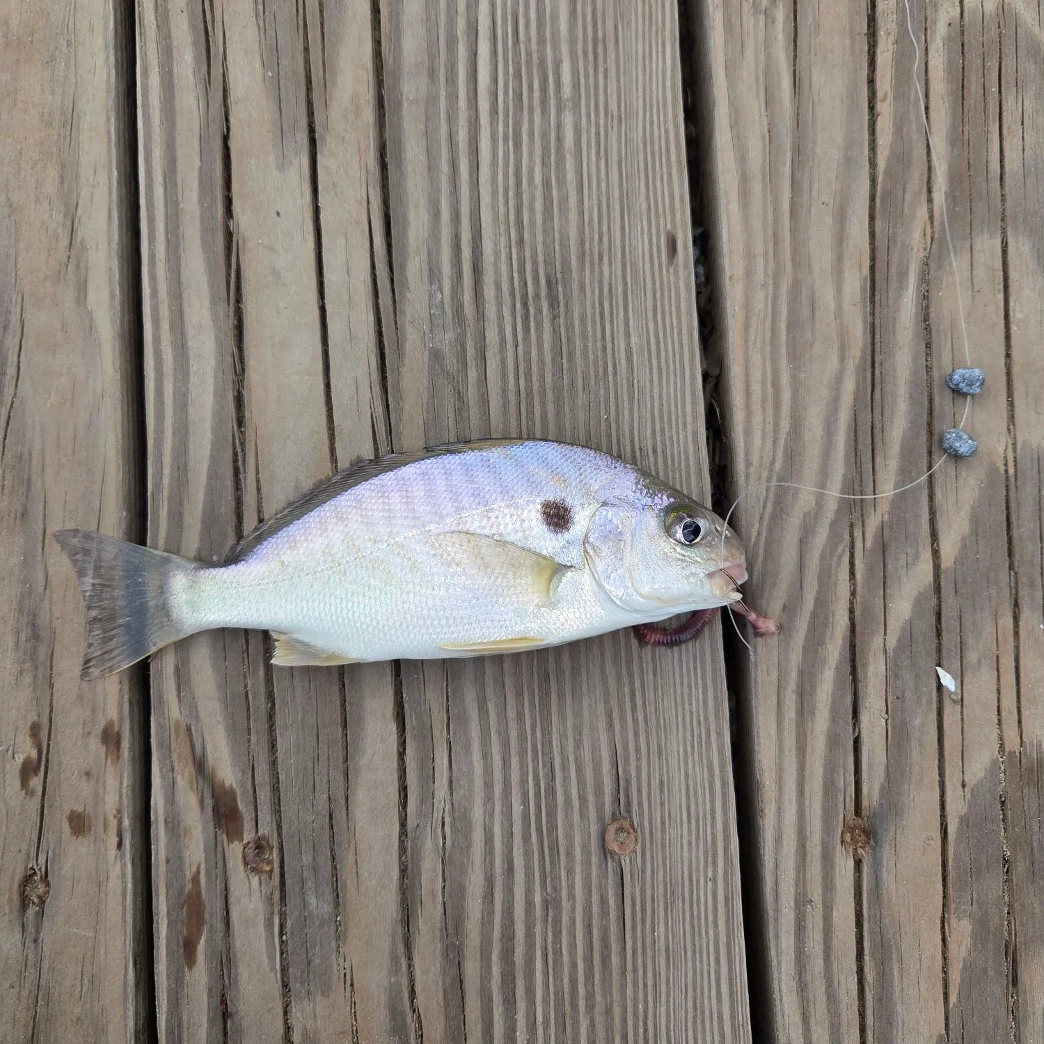Spot croaker caught on Fishbrain