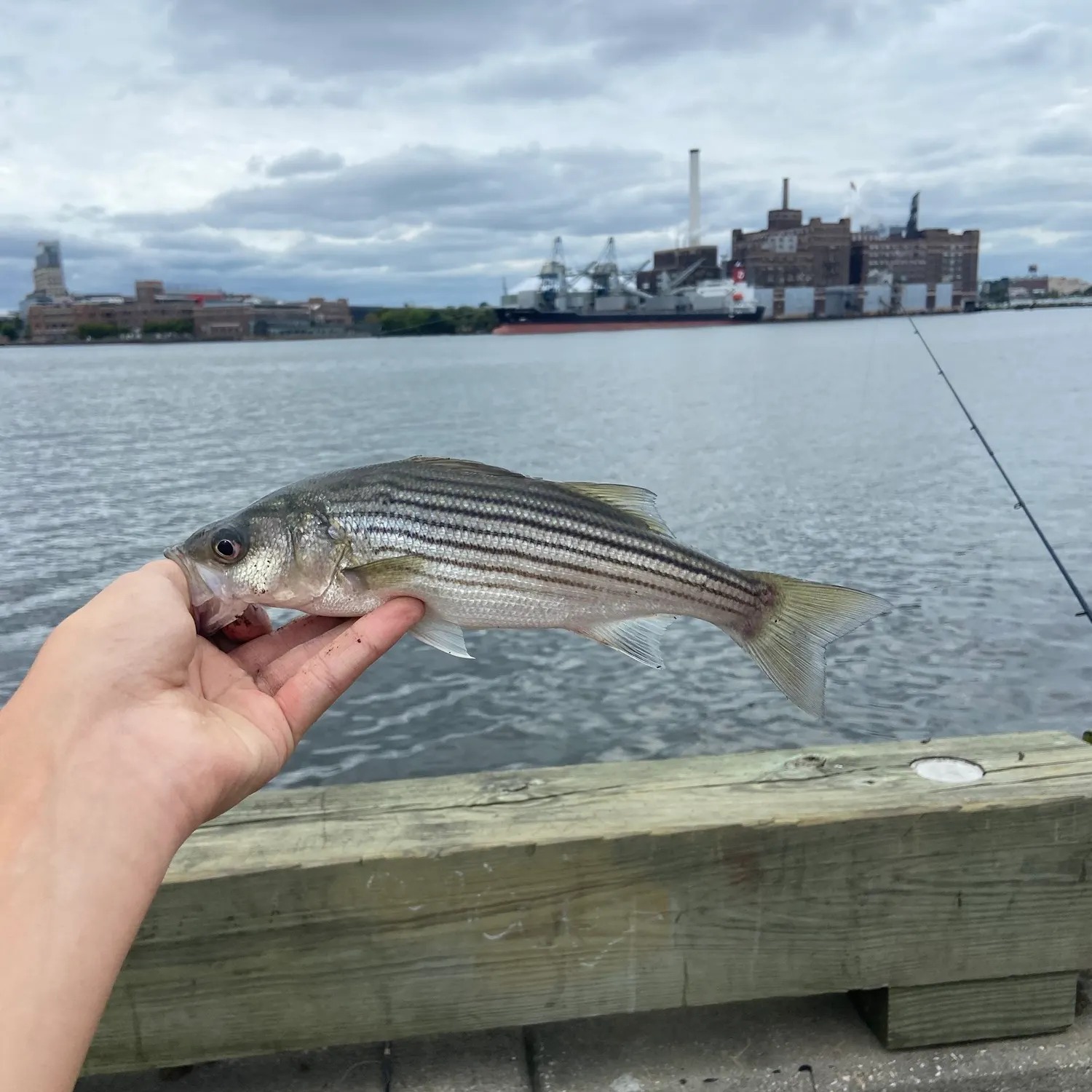 Striped bass caught on Fishbrain