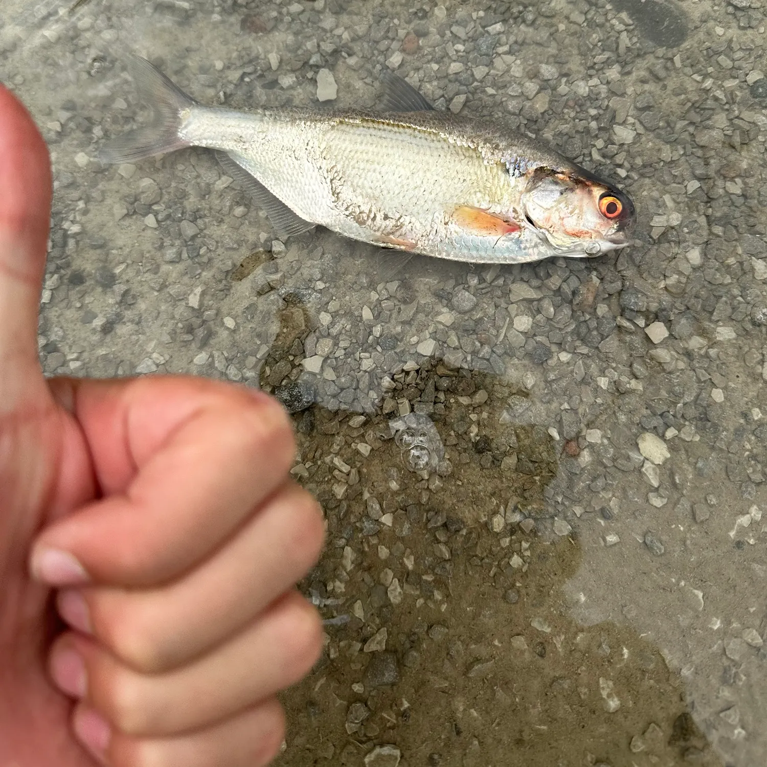 The most recent American gizzard shad catches on Fishbrain