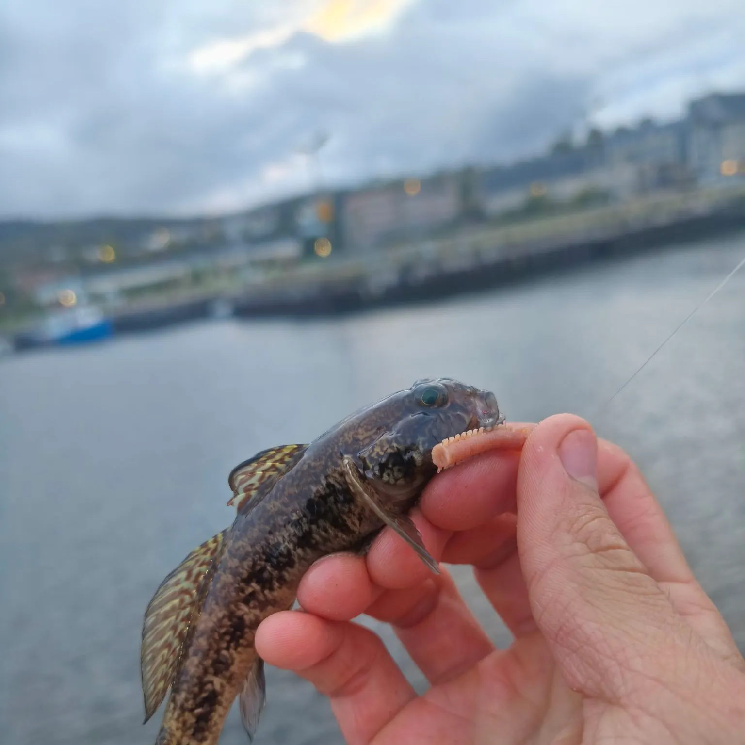 Black goby caught on Fishbrain
