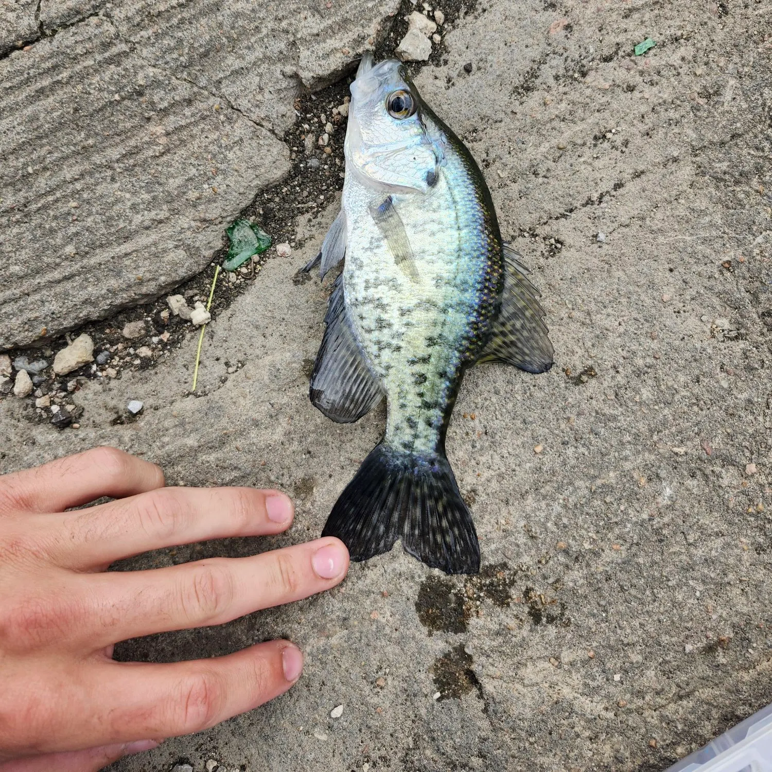White crappie caught on Fishbrain
