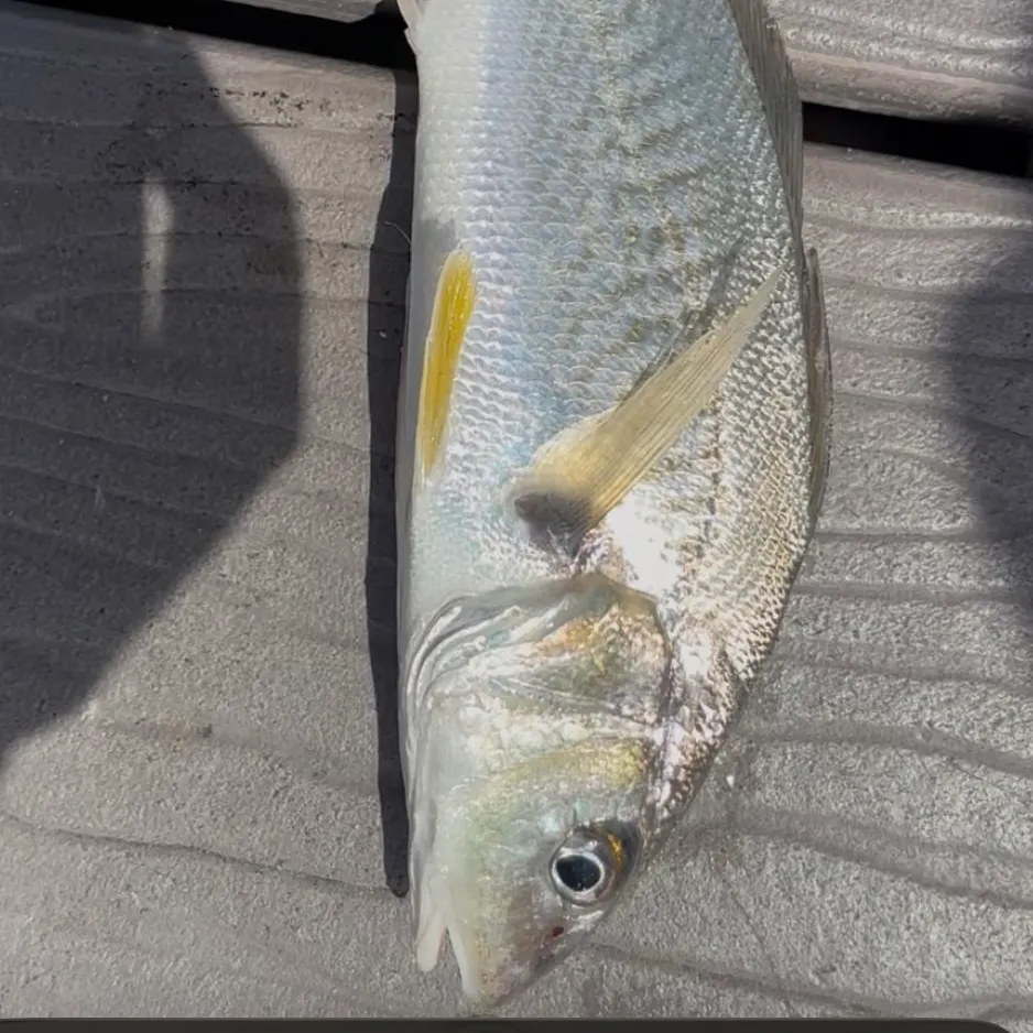 The most recent Yellowfin croaker catches on Fishbrain
