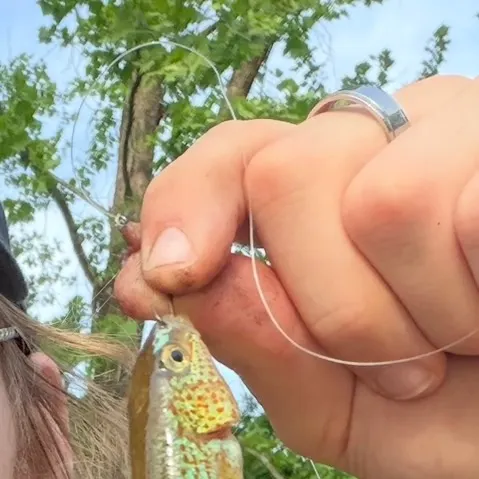 The most recent Northern studfish catches on Fishbrain