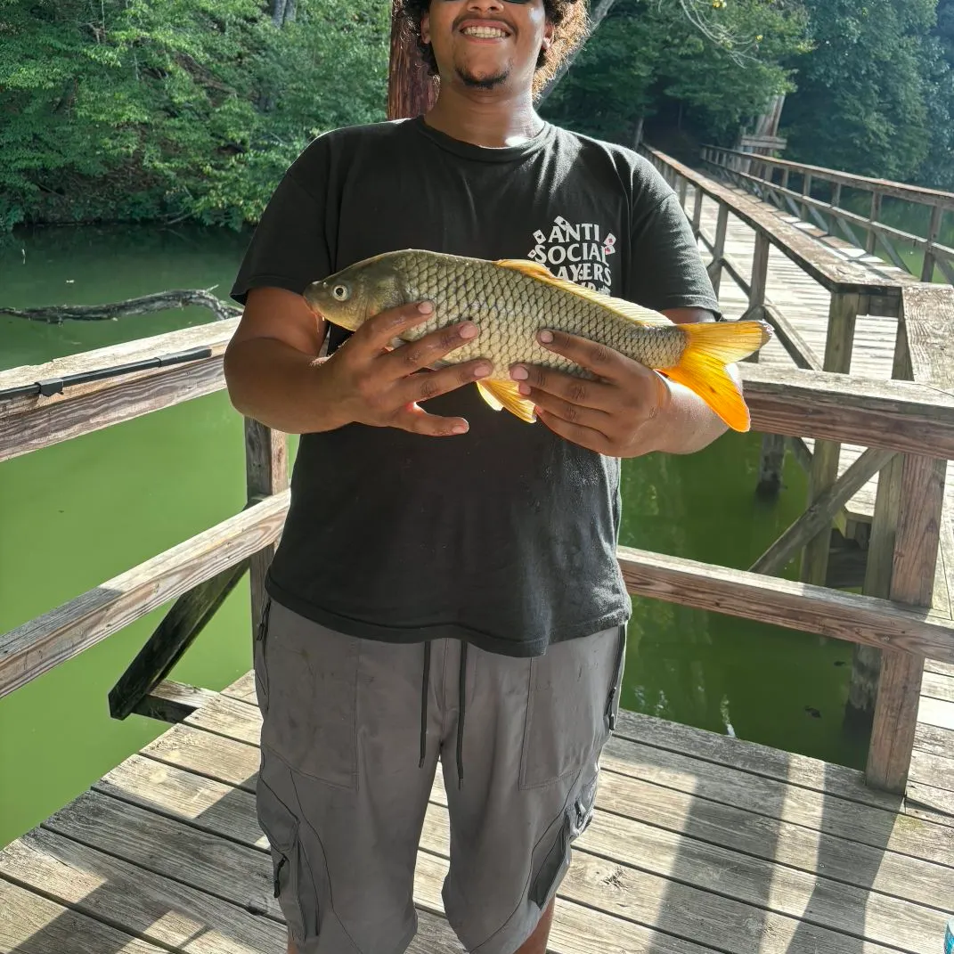 Common carp caught on Fishbrain