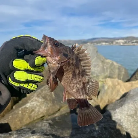 The most recent Brown rockfish catches on Fishbrain