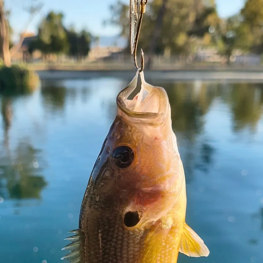 Green sunfish caught on Fishbrain