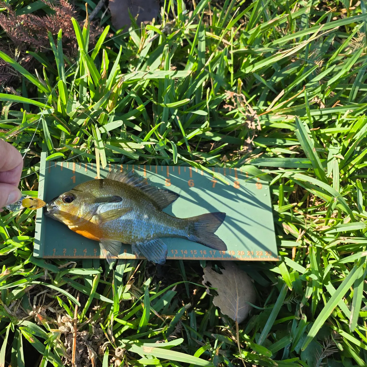 Bluegill caught on Fishbrain