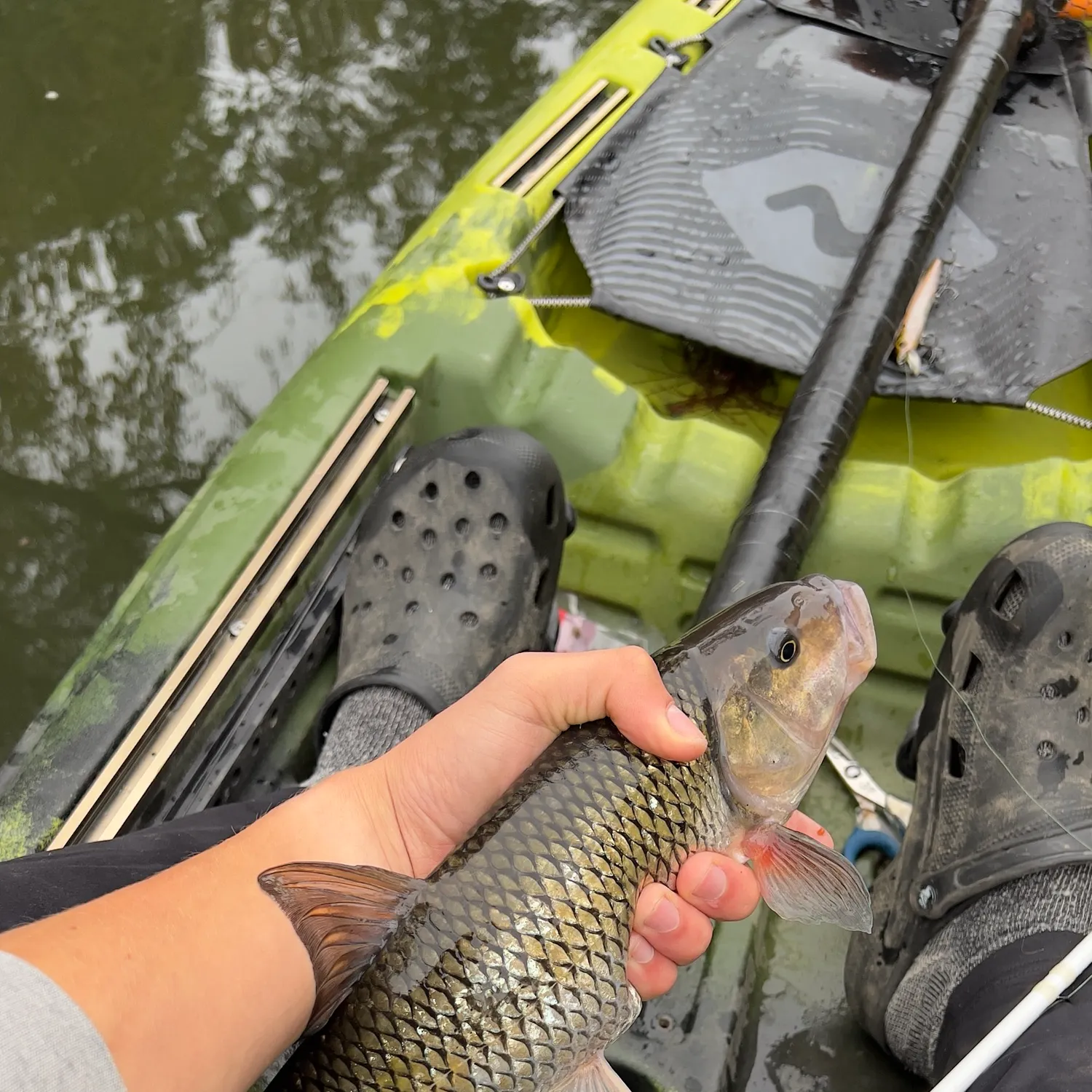 Fallfish caught on Fishbrain