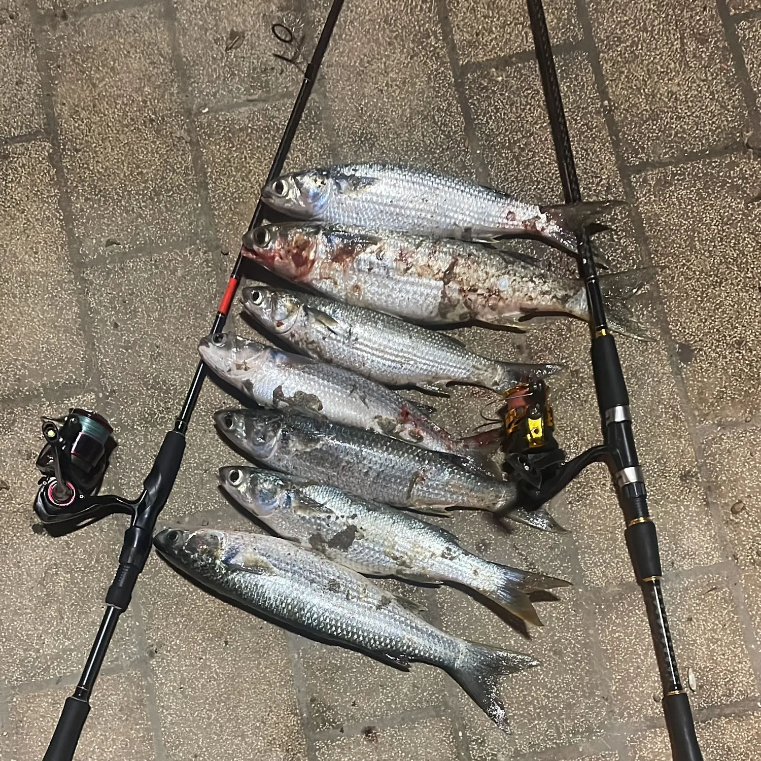 recently logged catches