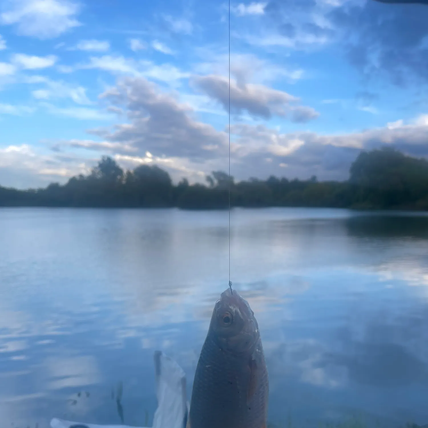 Ide caught on Fishbrain
