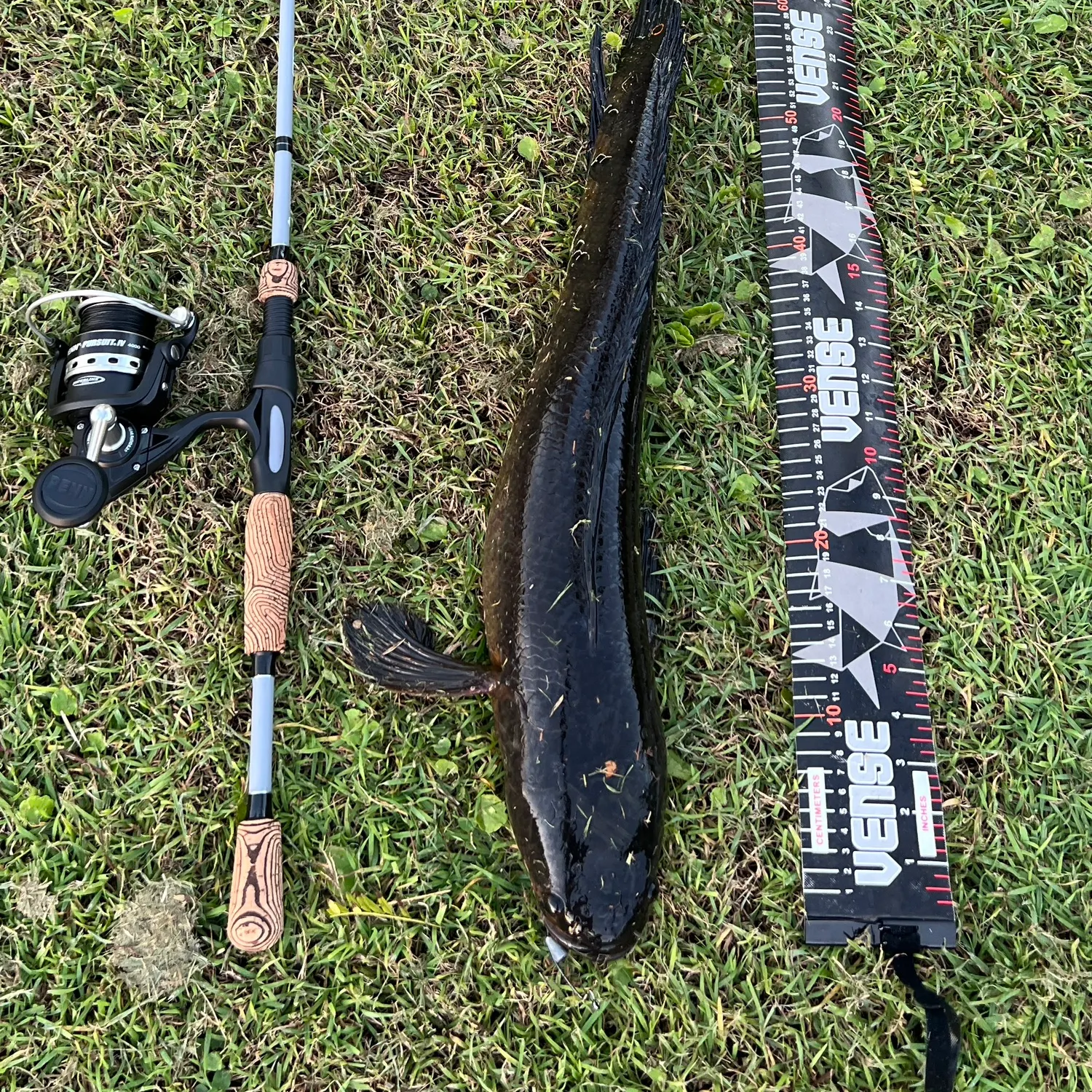 The most recent Bullseye snakehead catches on Fishbrain