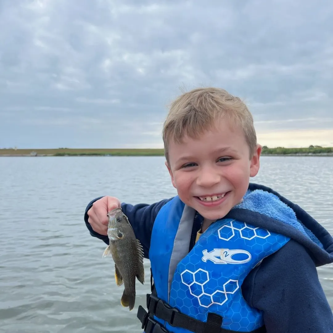 Green sunfish caught on Fishbrain