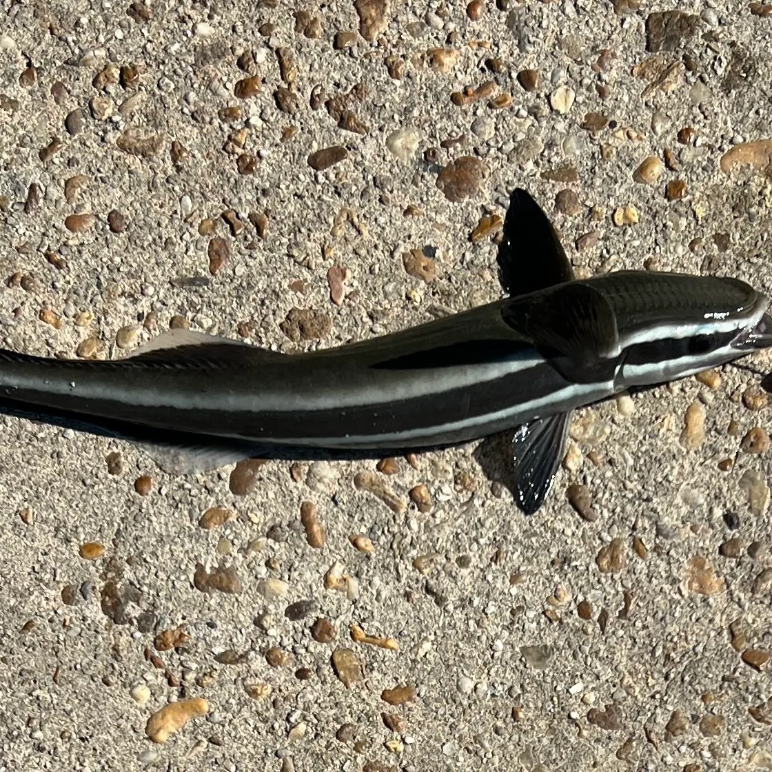 Live sharksucker caught on Fishbrain