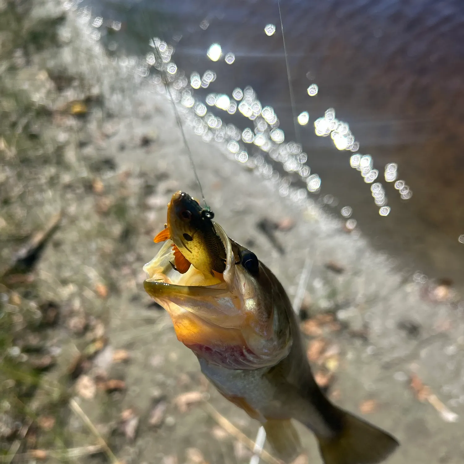 Largemouth bass caught on Fishbrain