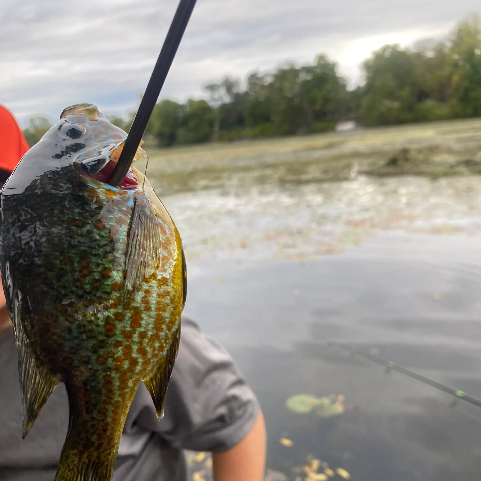 The most recent Pumpkinseed catches on Fishbrain