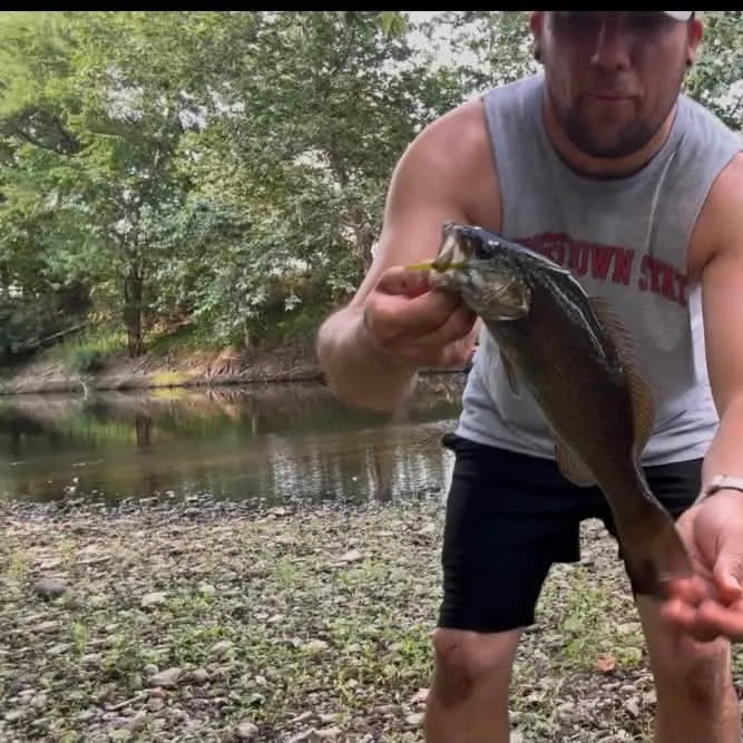 Smallmouth bass caught on Fishbrain