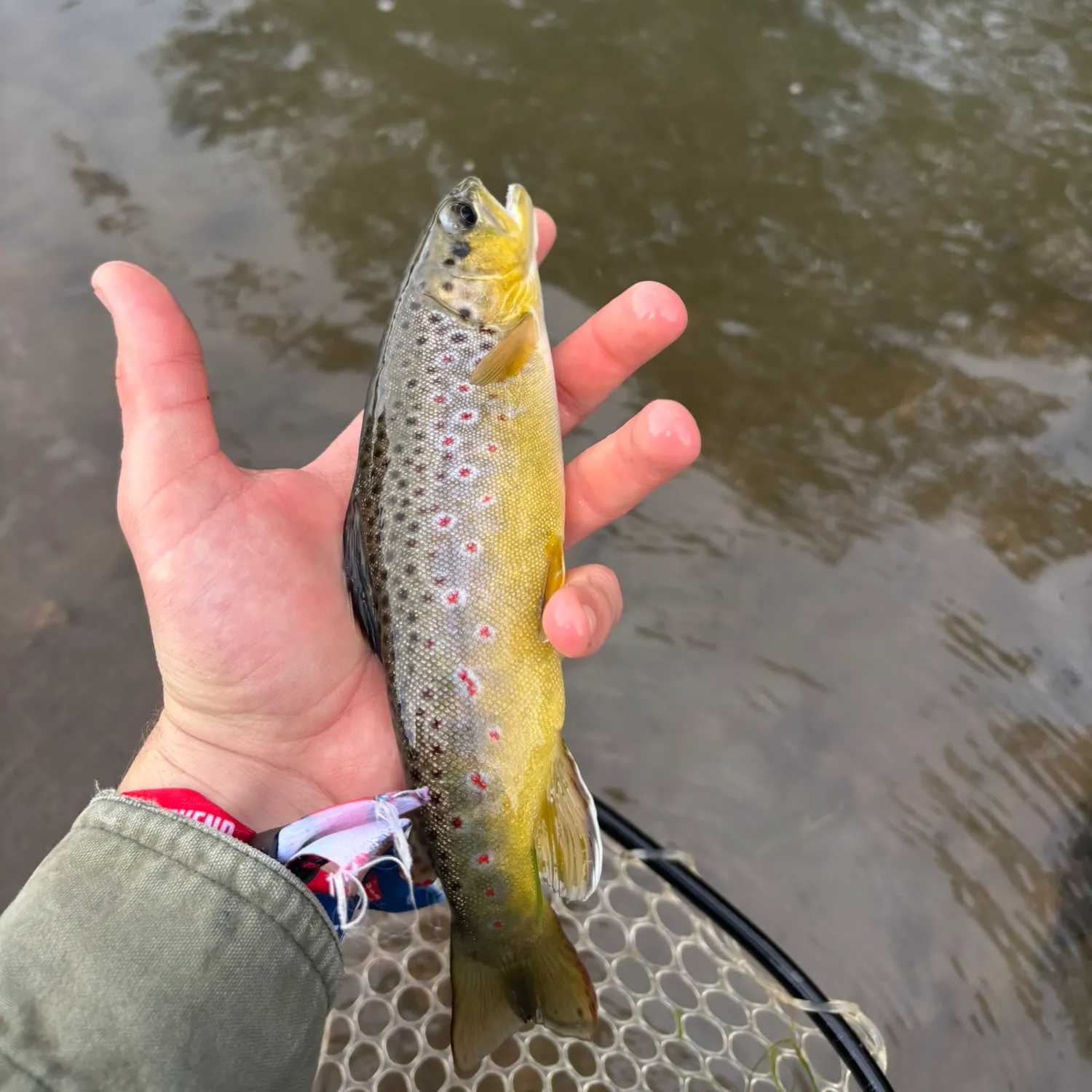 Brown trout caught on Fishbrain