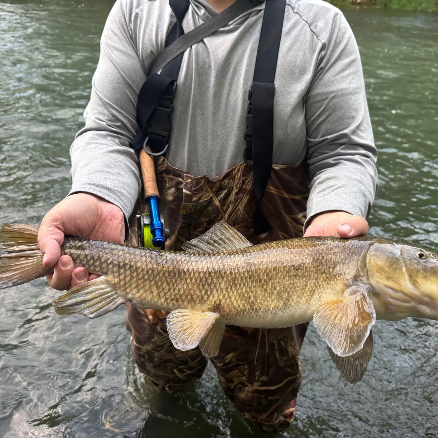 The most recent Utah sucker catches on Fishbrain
