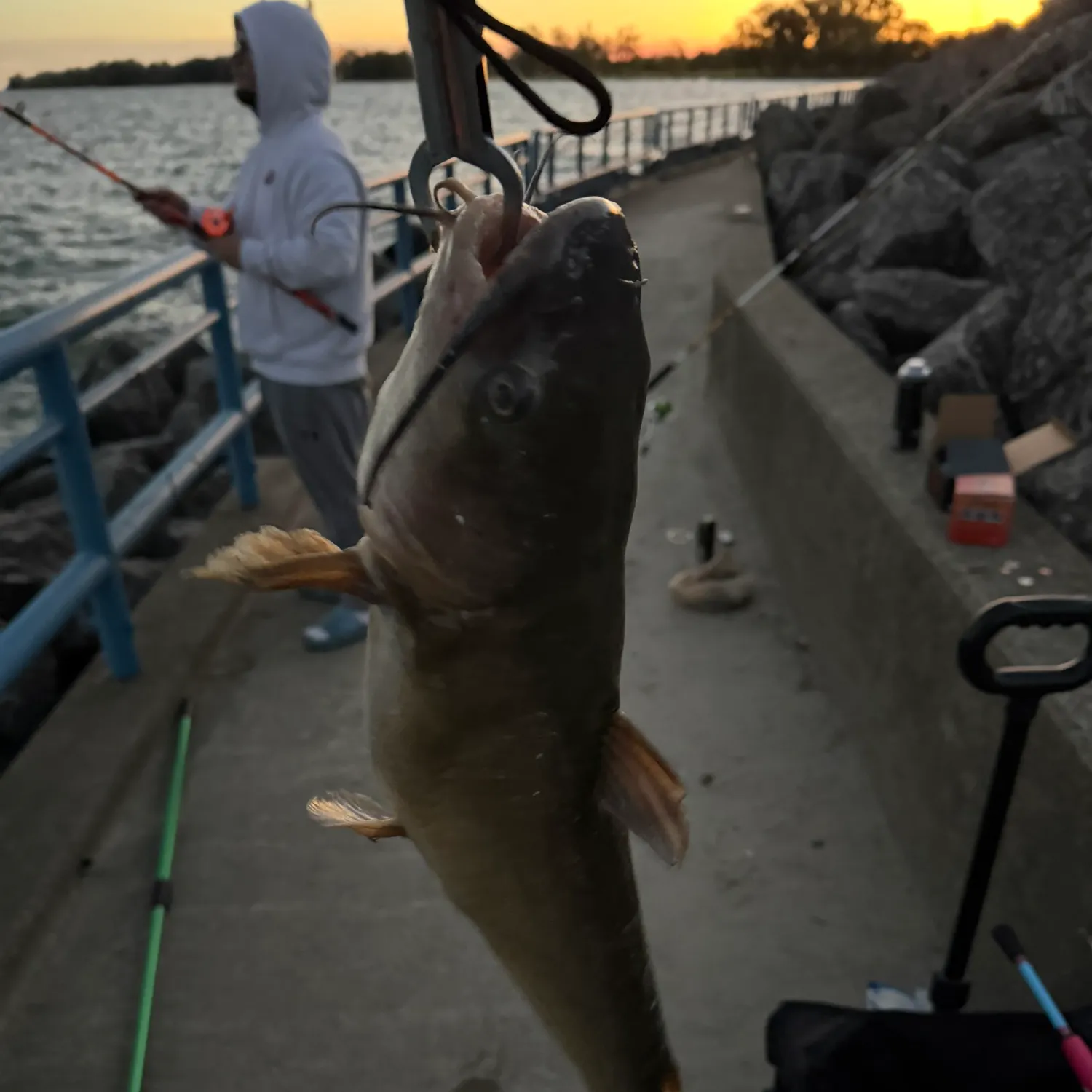 Channel catfish caught on Fishbrain