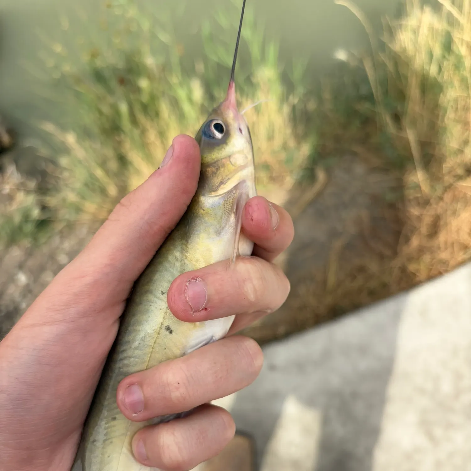 Channel catfish caught on Fishbrain