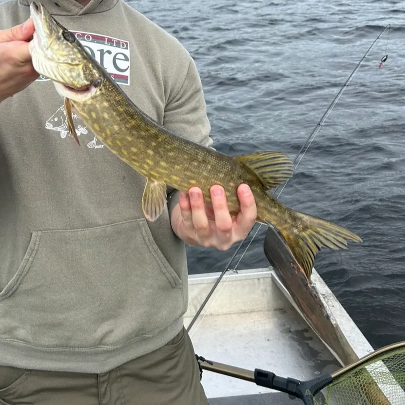 Northern pike caught on Fishbrain