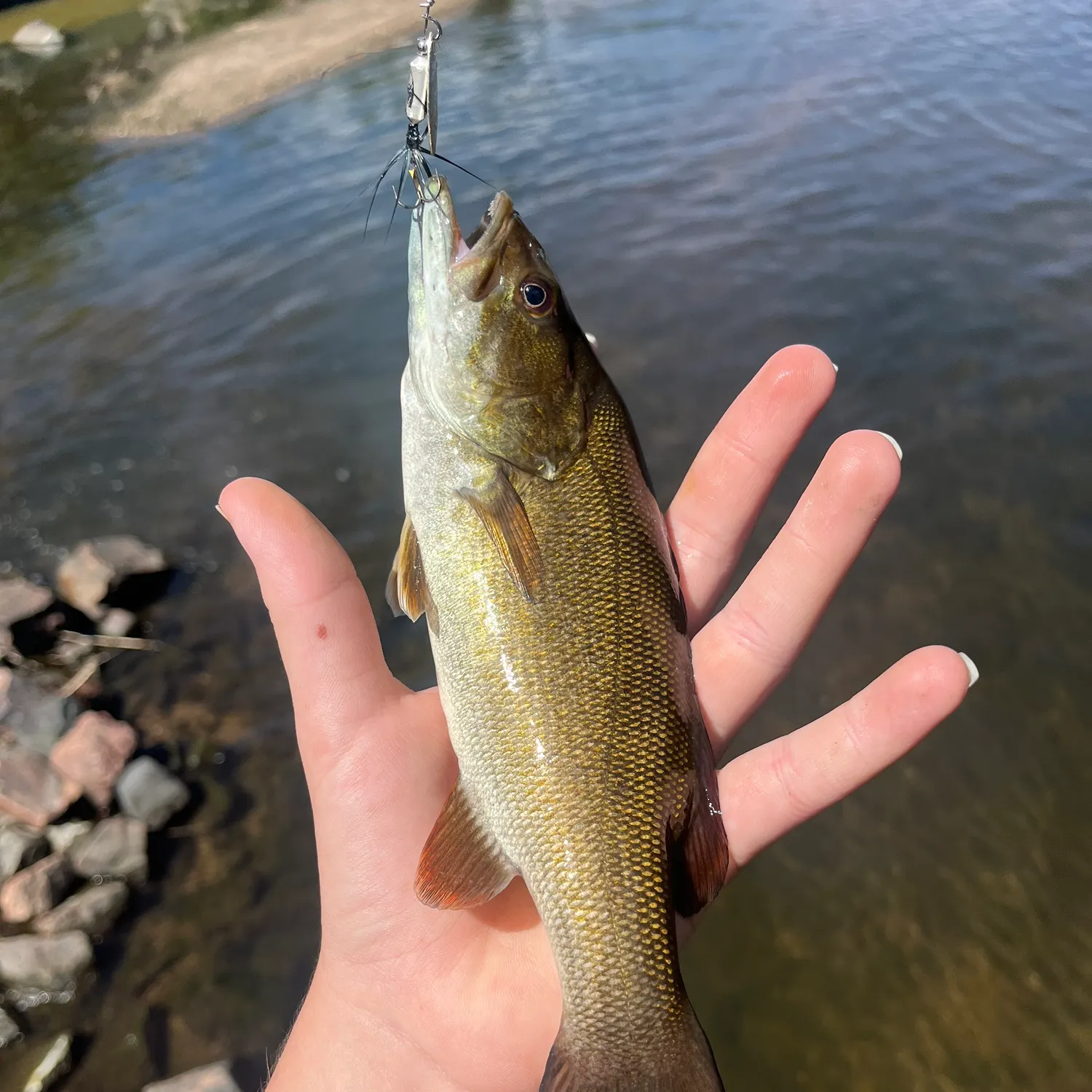 Smallmouth bass caught on Fishbrain