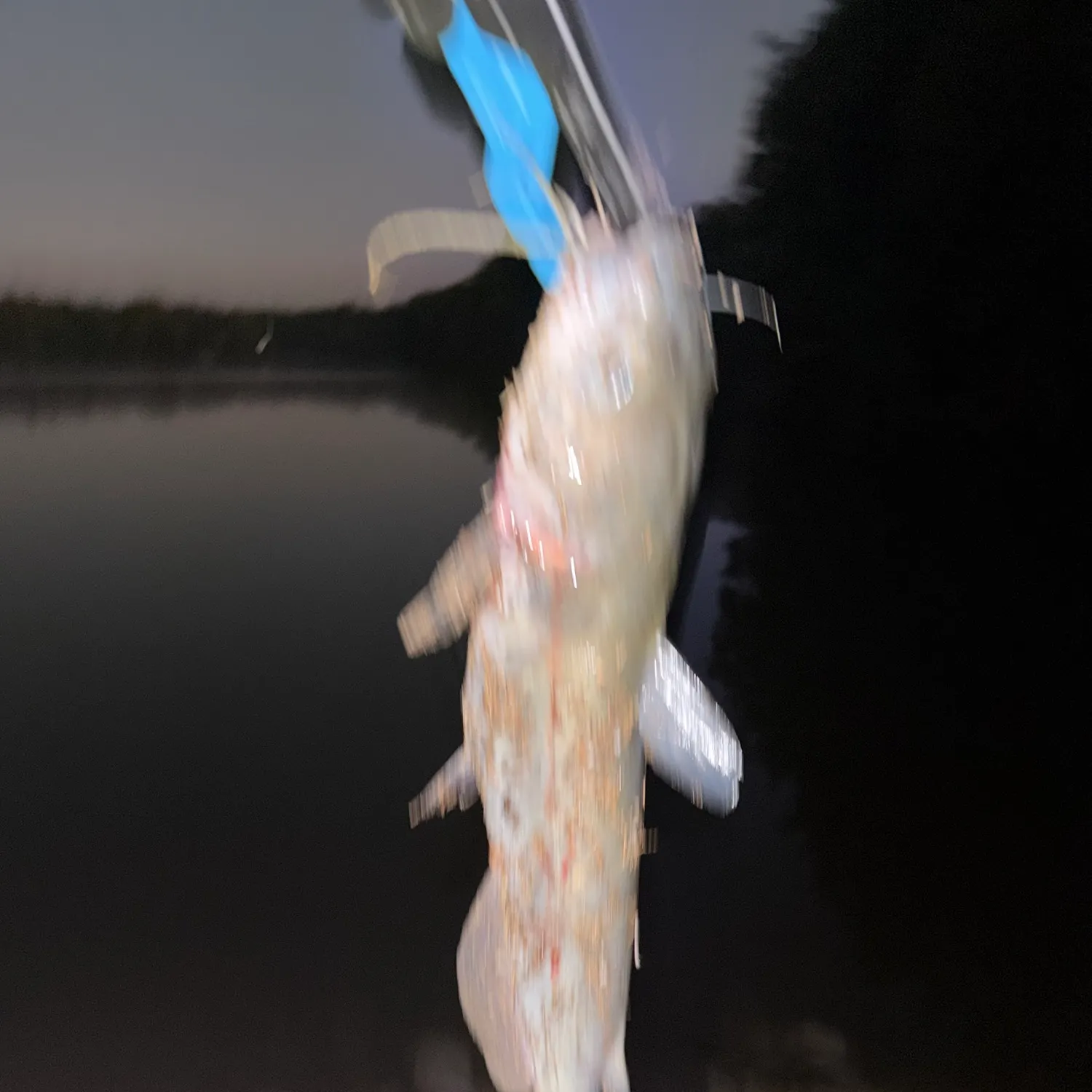 Blue catfish caught on Fishbrain