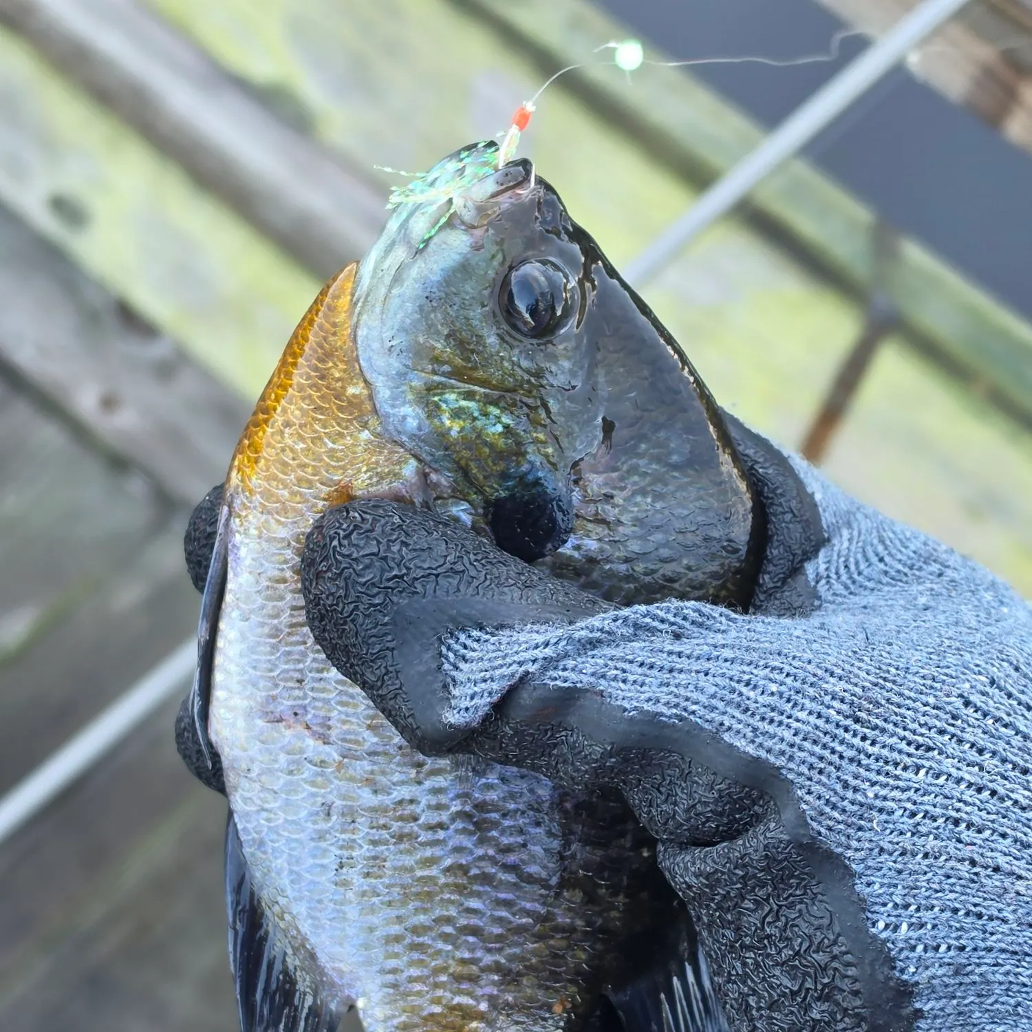 Bluegill caught on Fishbrain