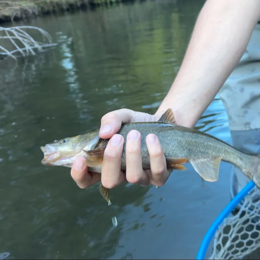 The most recent Roundtail chub catches on Fishbrain