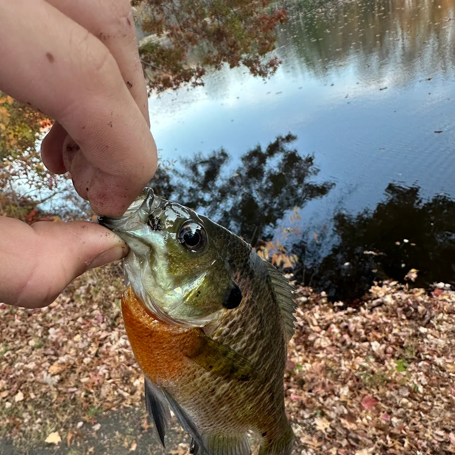 Bluegill caught on Fishbrain