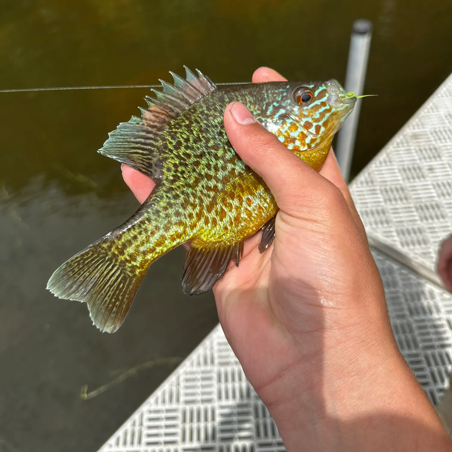 angler catch