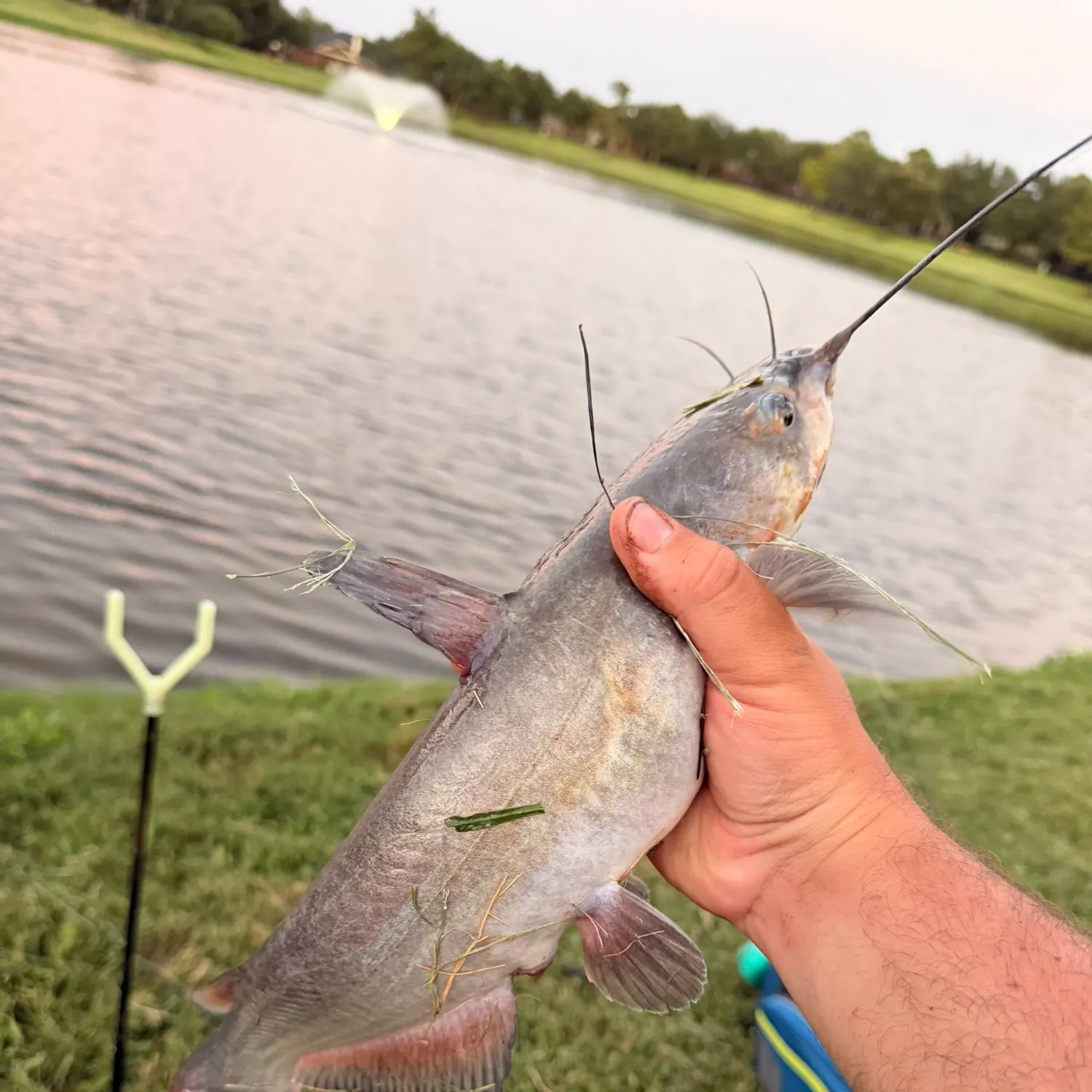 Channel catfish caught on Fishbrain
