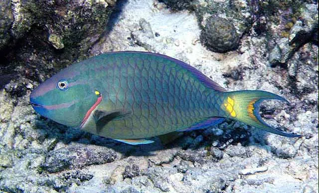 Stoplight parrotfish