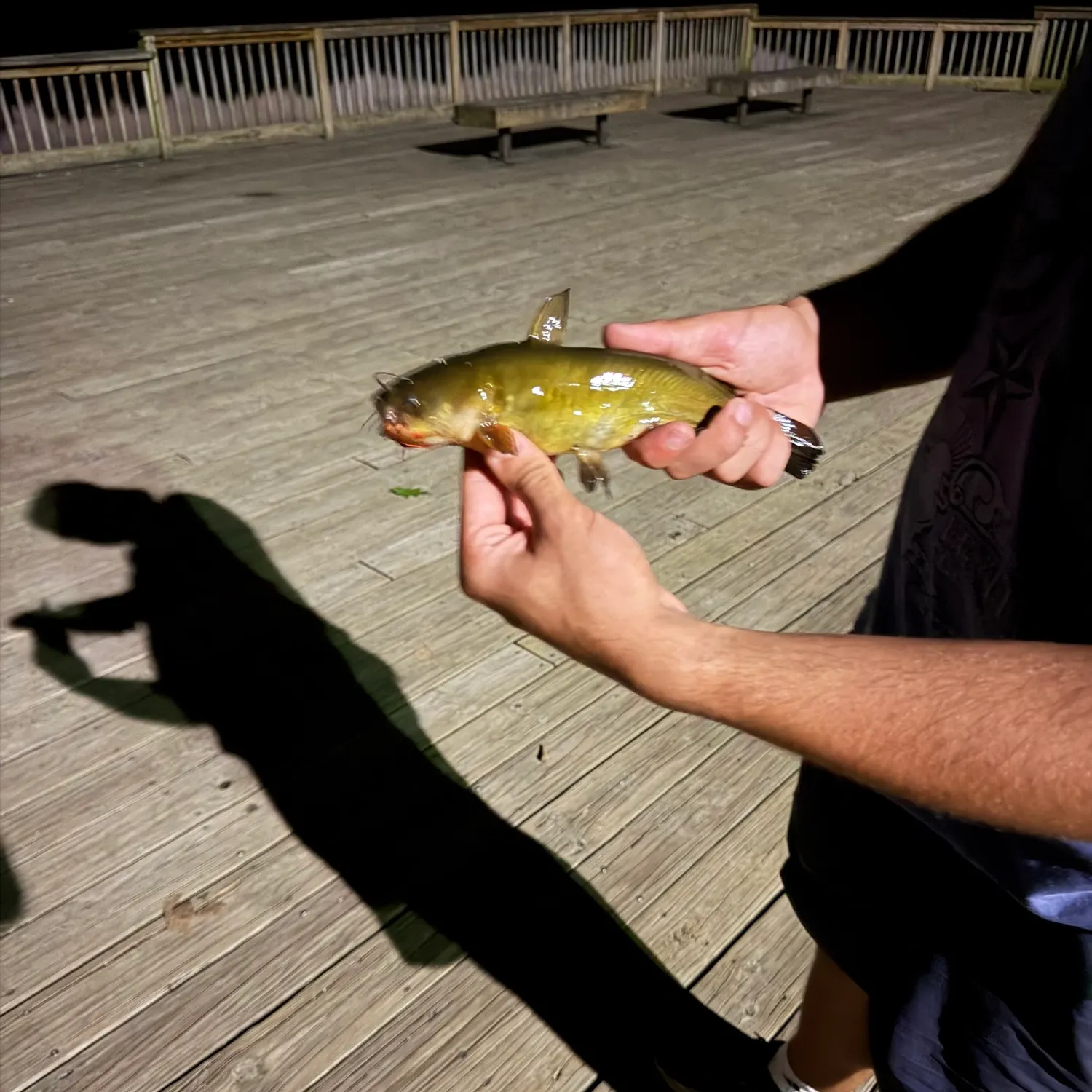 Yellow bullhead caught on Fishbrain
