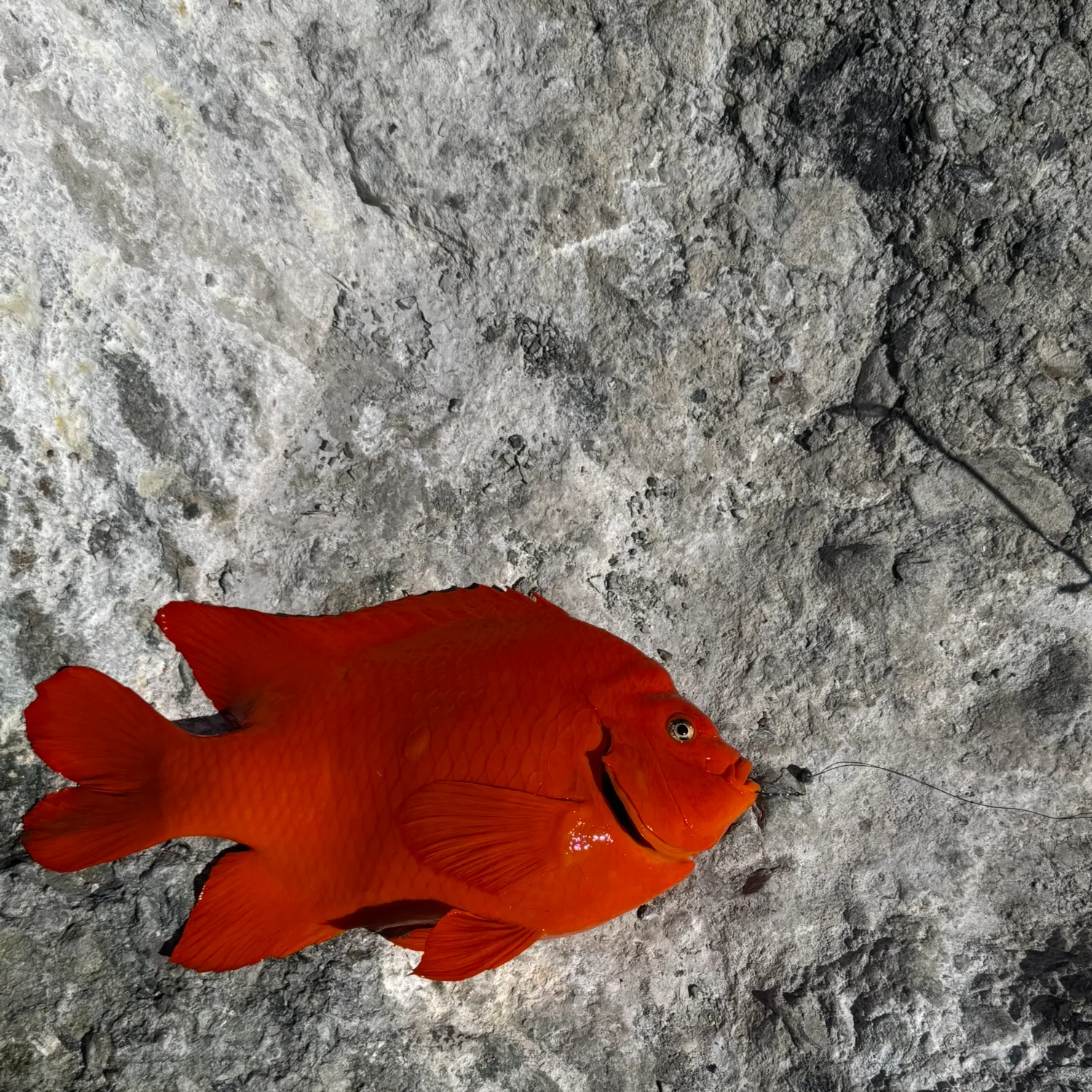 The most recent Garibaldi damselfish catches on Fishbrain