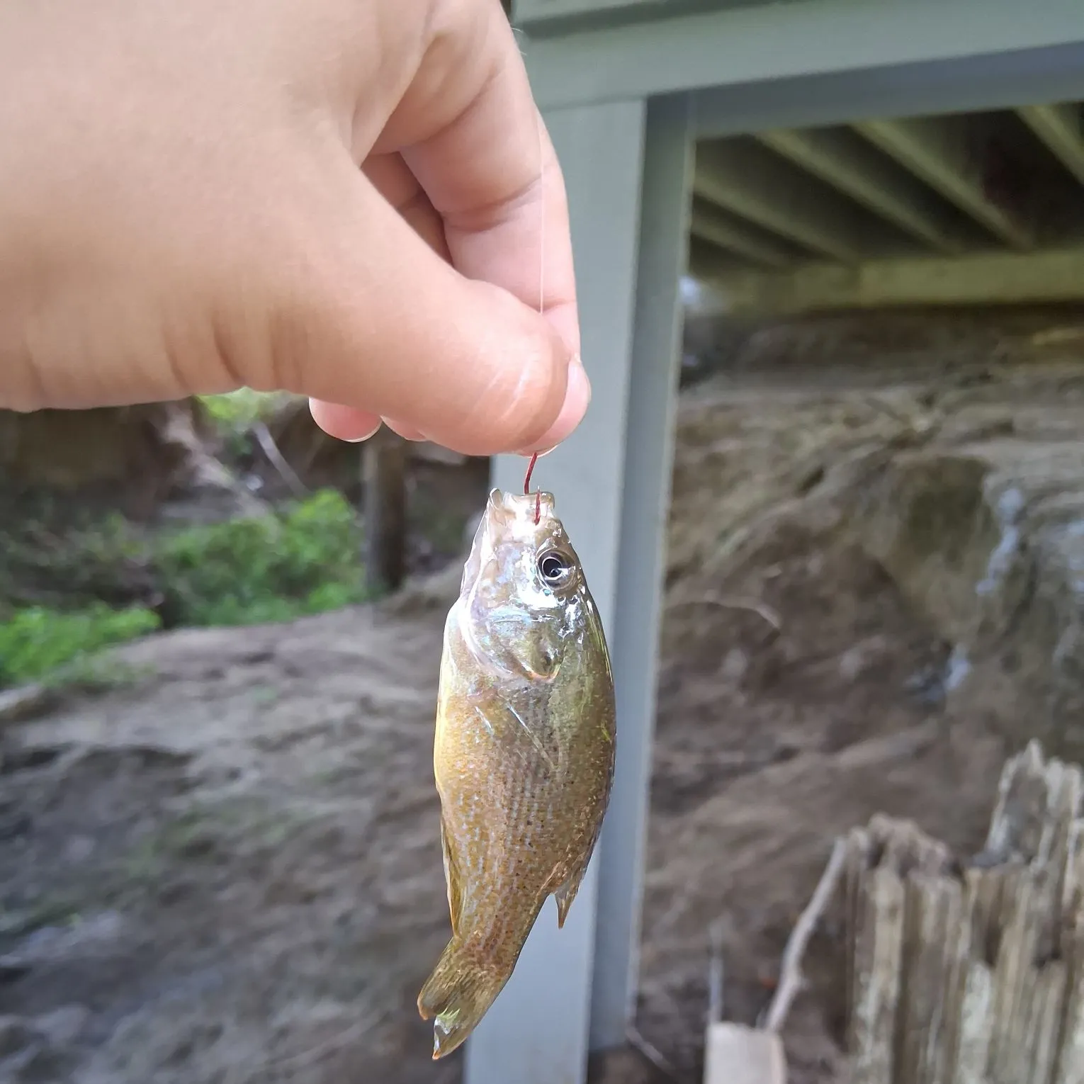 Green sunfish caught on Fishbrain