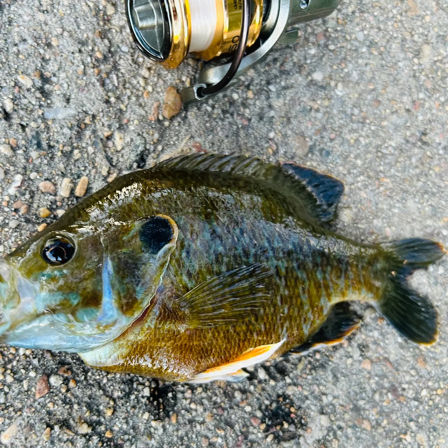 Greengill hybrid caught on Fishbrain
