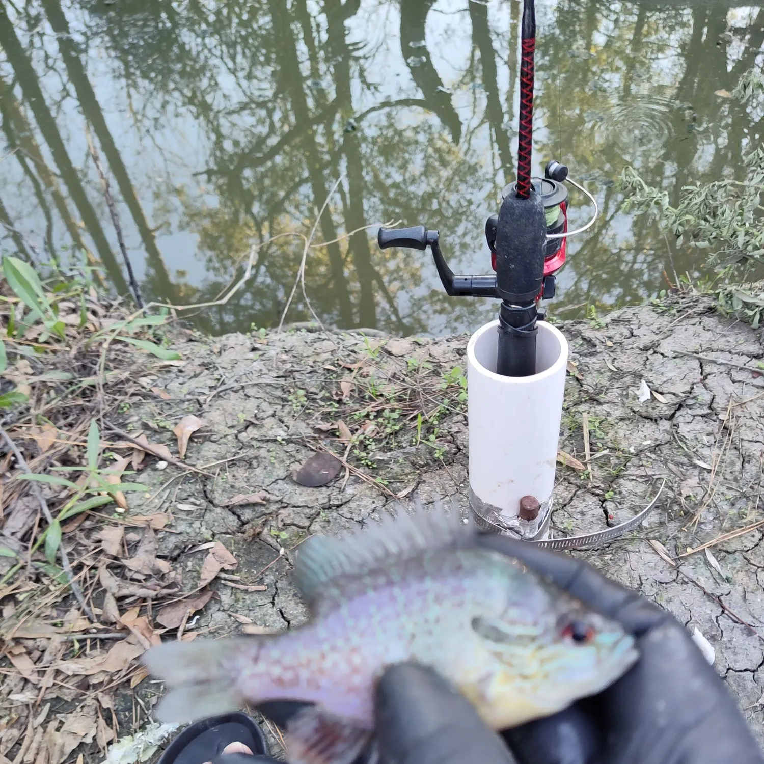 The most recent Longear sunfish catches on Fishbrain