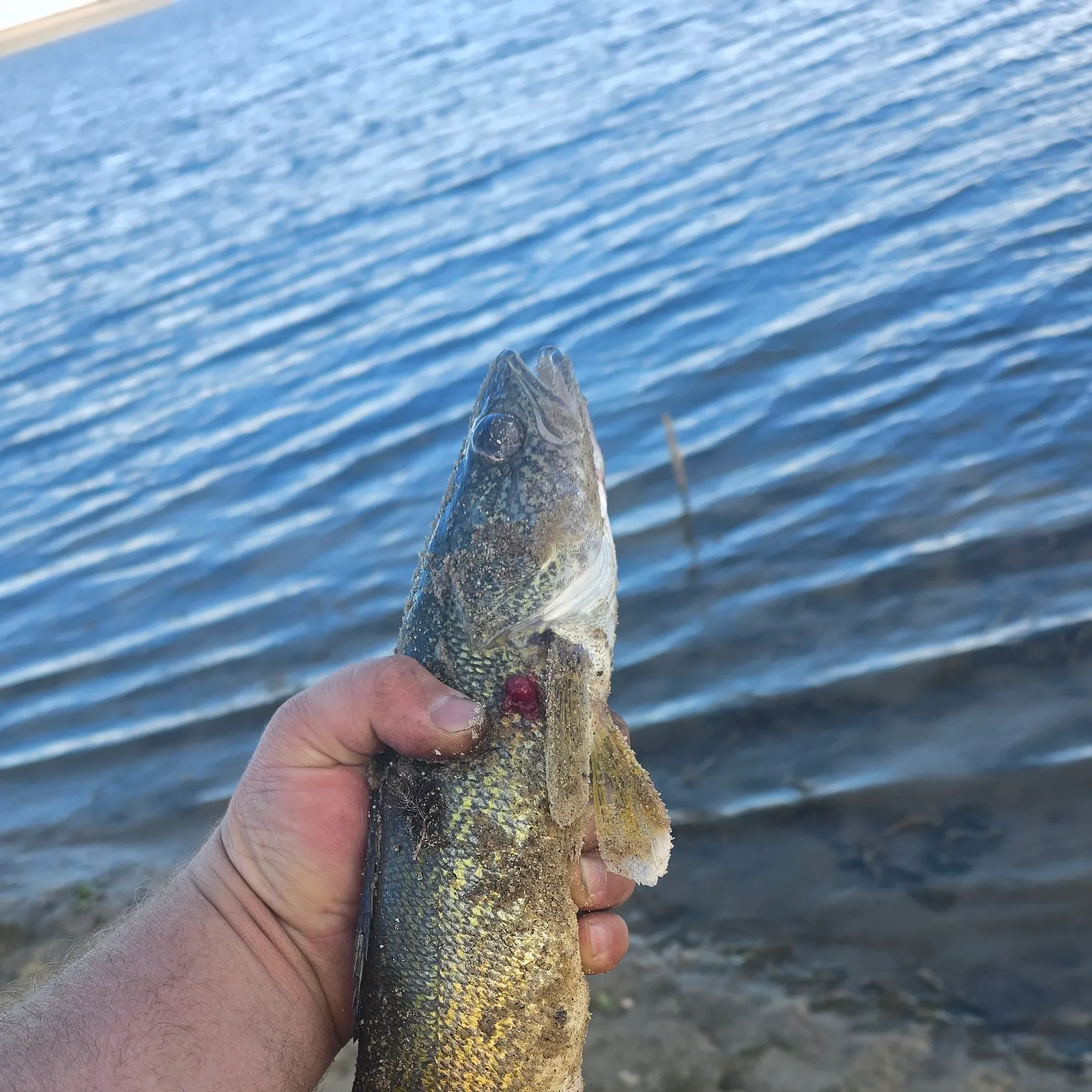 Walleye caught on Fishbrain