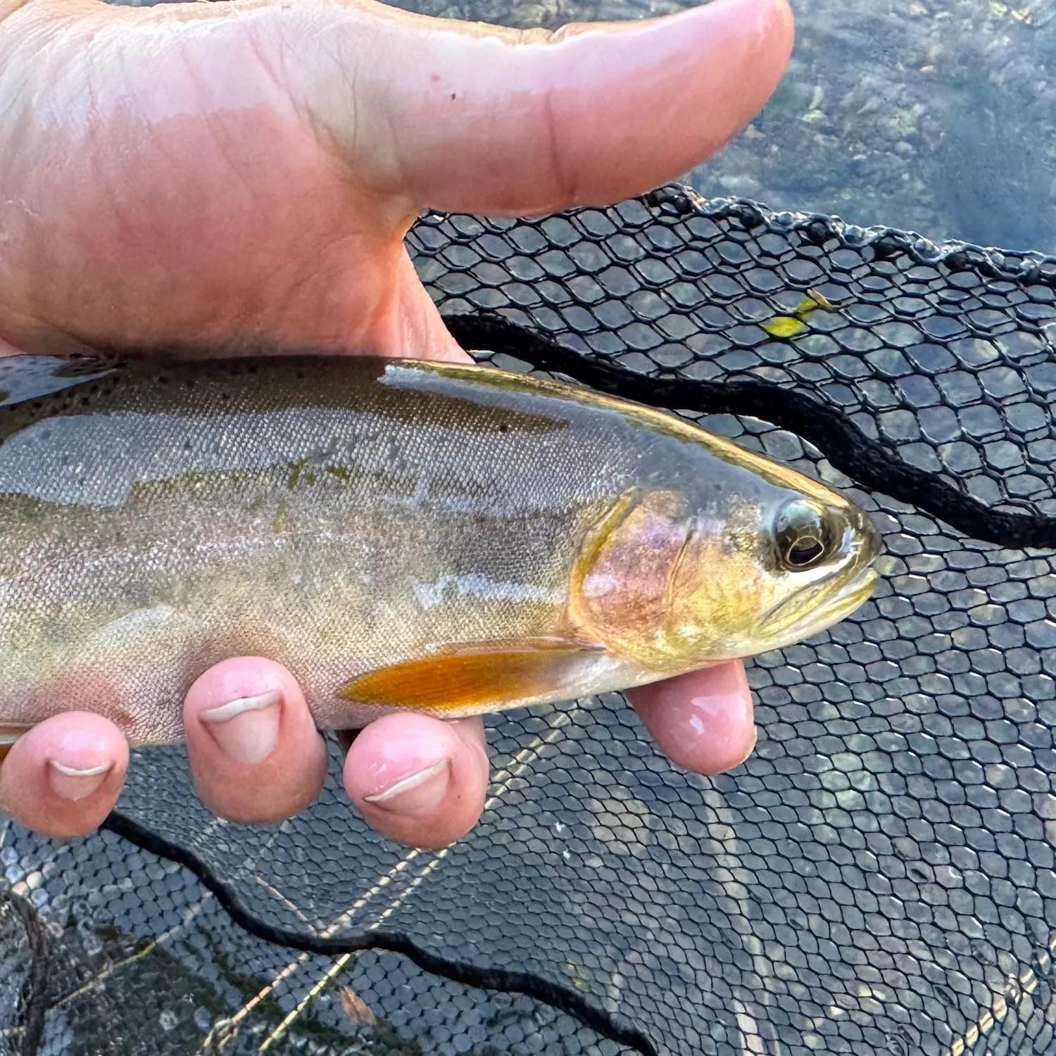 Westslope cutthroat trout caught on Fishbrain