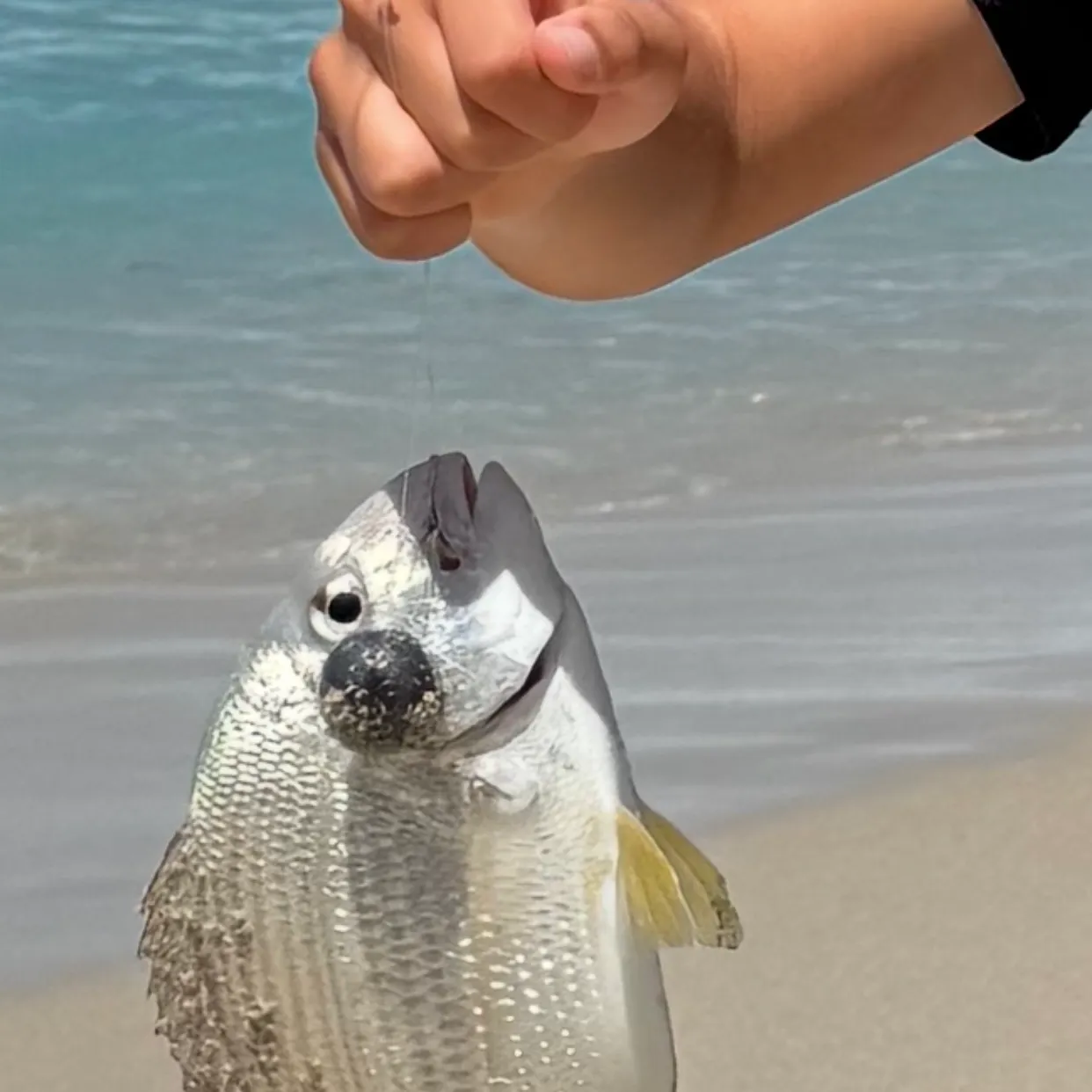 The most recent Gilthead seabream catches on Fishbrain