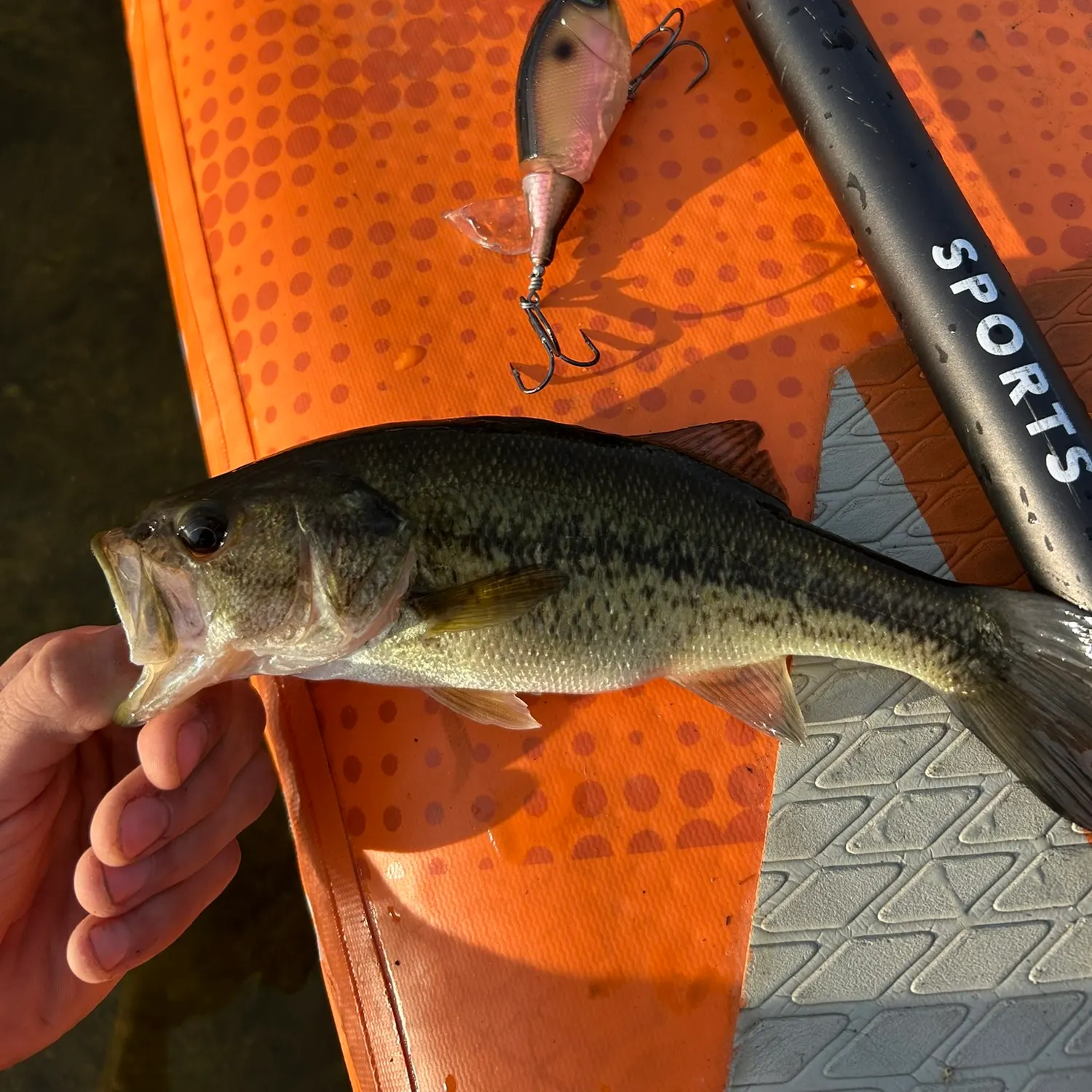 Largemouth bass caught on Fishbrain