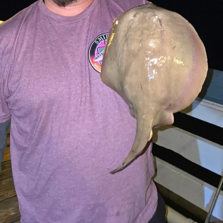 Haller's round ray caught on Fishbrain