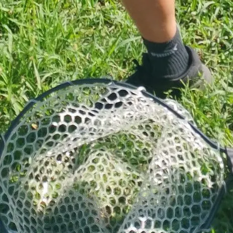 F1 carp caught on Fishbrain