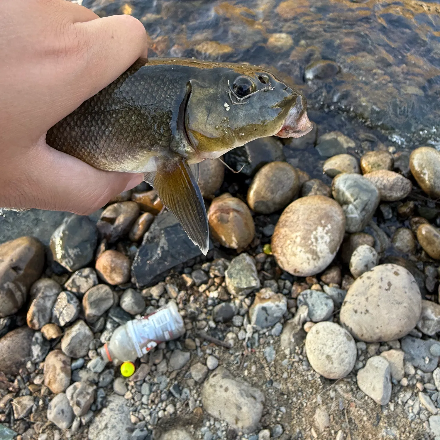 White sucker caught on Fishbrain