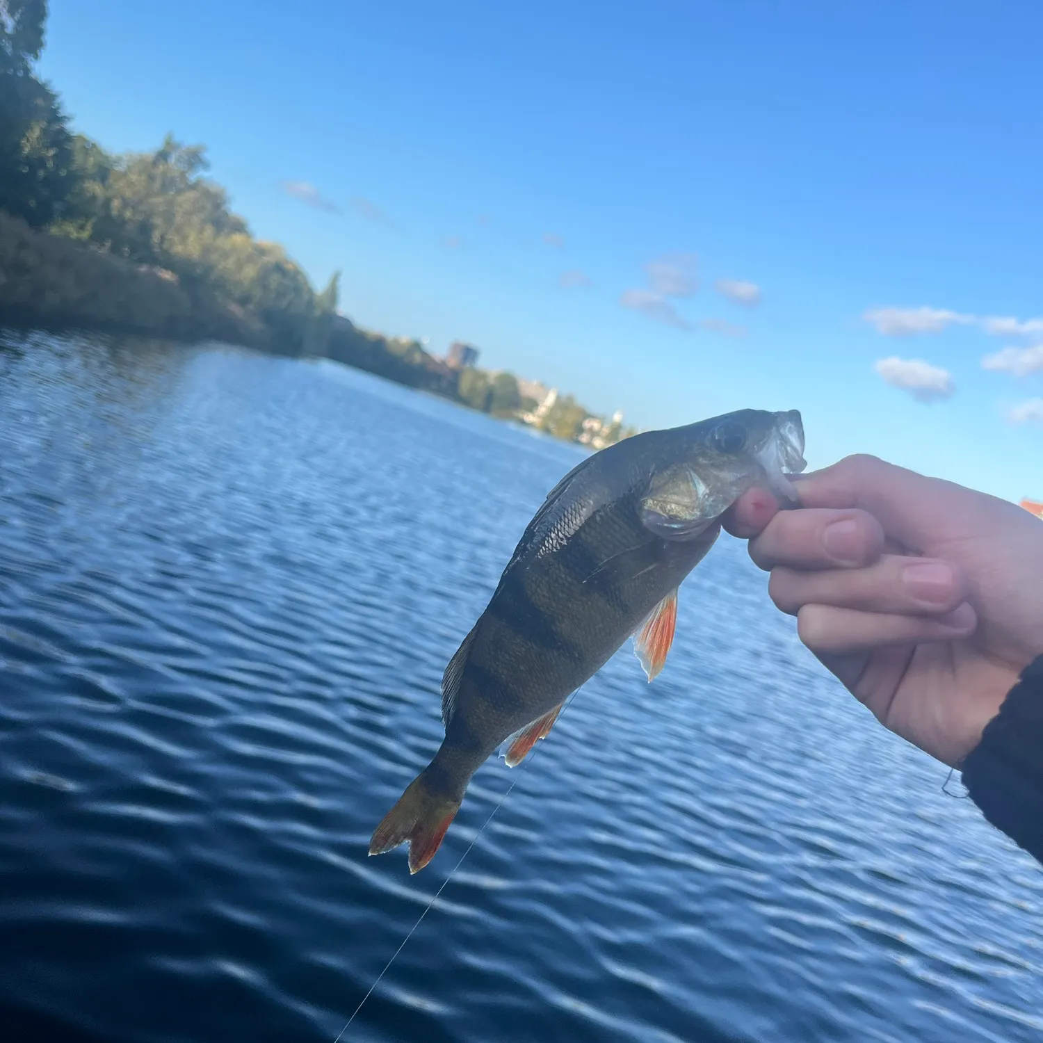 European perch caught on Fishbrain